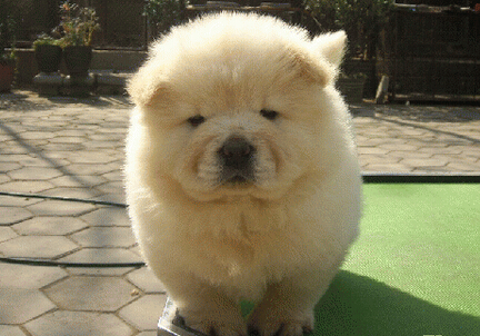 关注流浪狗的问题,宠物狗体会不到流浪狗的心酸