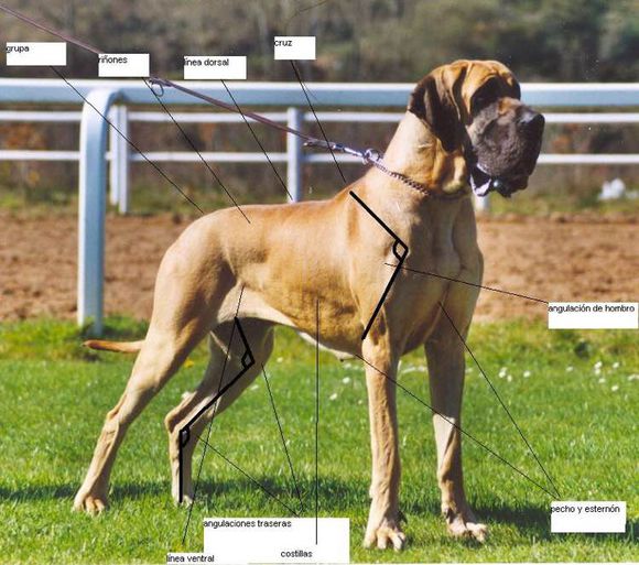 狗狗品种收集大全,收藏狗狗