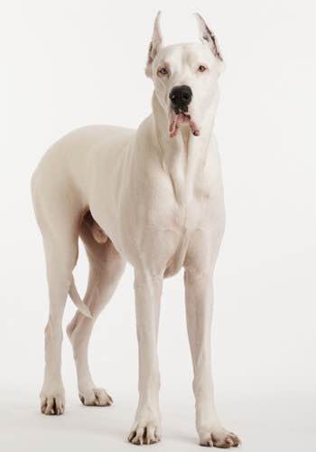 狗狗品种收集大全,收藏狗狗