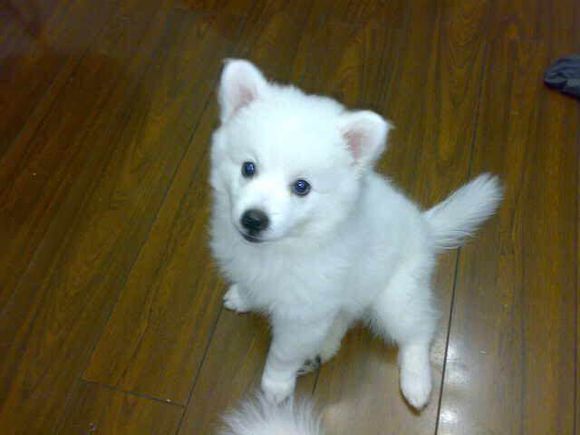 狗狗品种收集大全,收藏狗狗