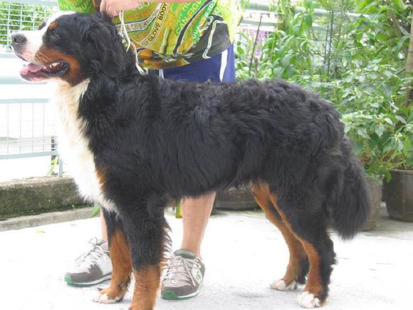 狗狗品种收集大全,收藏狗狗