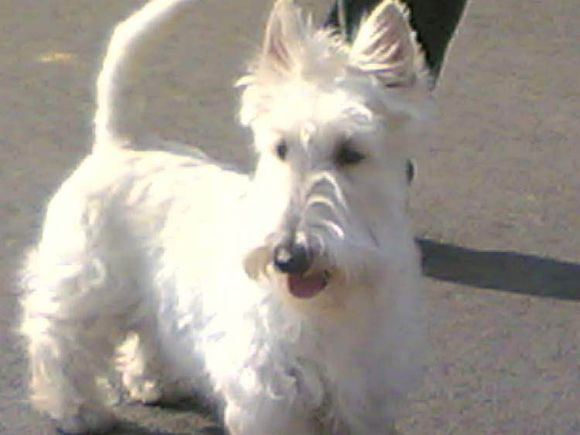 狗狗品种收集大全,收藏狗狗