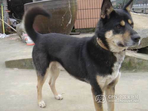 狗狗品种收集大全,收藏狗狗