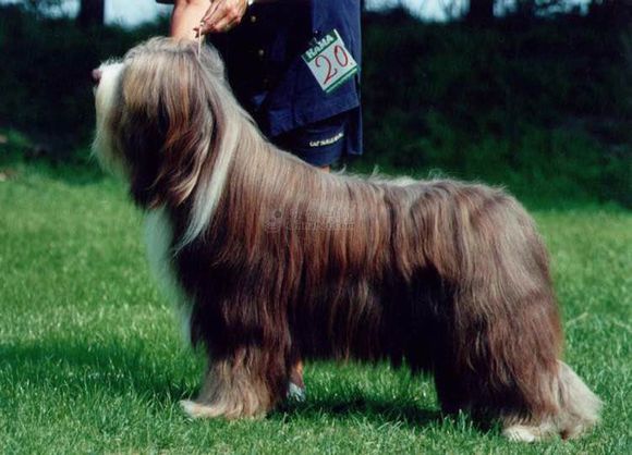 狗狗品种收集大全,收藏狗狗