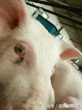 猪咳嗽打喷嚏时正确处理方法,猪一直喷嚏还有鼻血