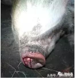 猪咳嗽打喷嚏时正确处理方法,猪一直喷嚏还有鼻血