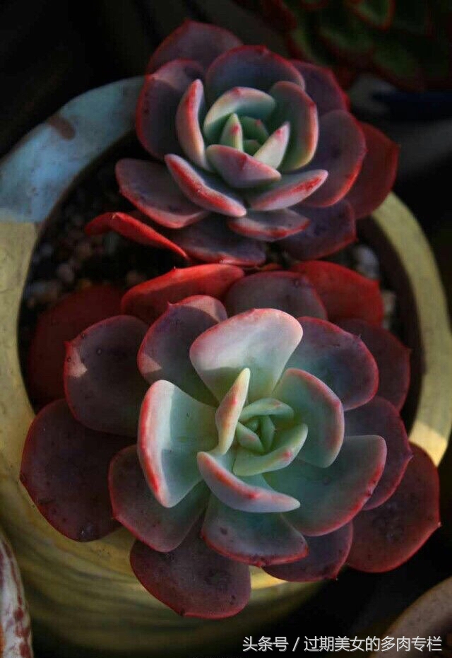 正宗颗粒土的配方,配方颗粒土