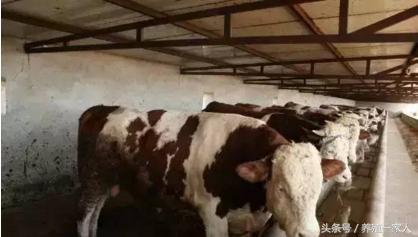 木炭养牛的正确方法,巧用锅底灰解决养牛的问题