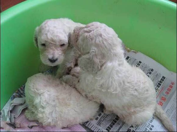 收藏狗狗的图片,收藏宠物集