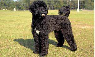 收藏狗狗的图片,收藏宠物集