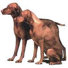 收藏狗狗的图片,收藏宠物集