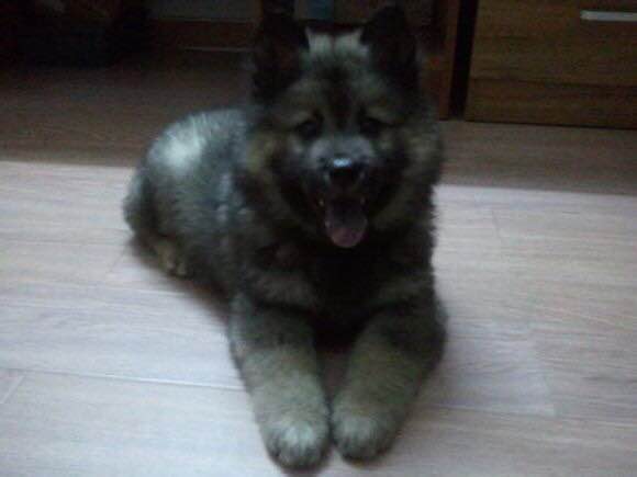 收藏狗狗的图片,收藏宠物集