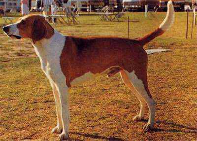 收藏狗狗的图片,收藏宠物集