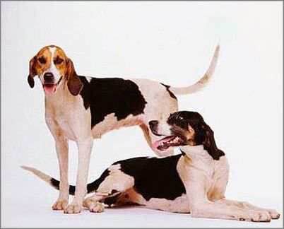 收藏狗狗的图片,收藏宠物集