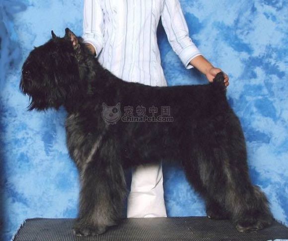 收藏狗狗的图片,收藏宠物集