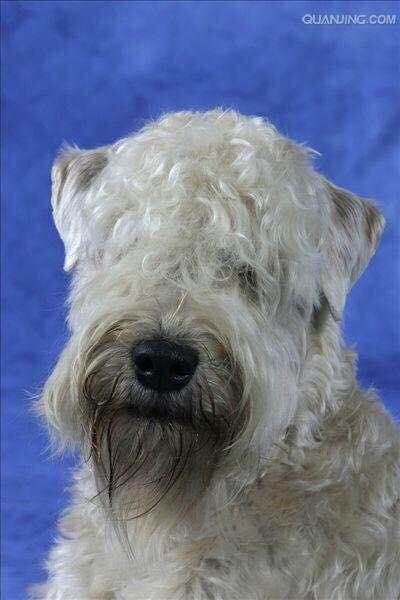 收藏狗狗的图片,收藏宠物集