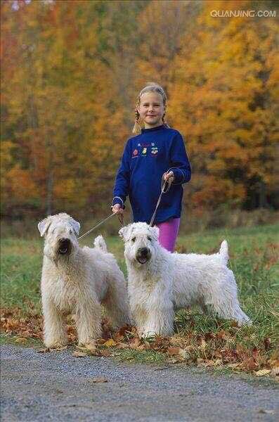 收藏狗狗的图片,收藏宠物集