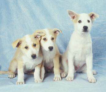 收藏狗狗的图片,收藏宠物集