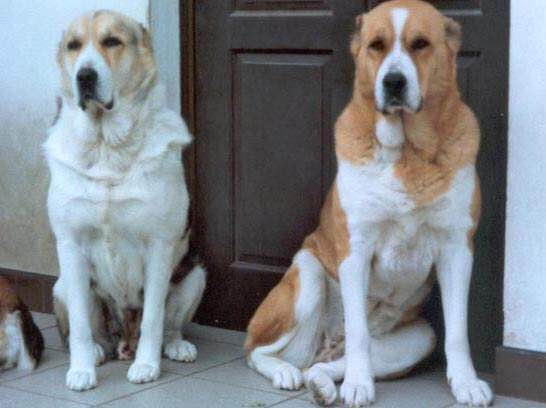 收藏狗狗的图片,收藏宠物集