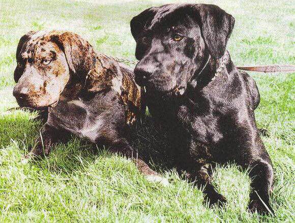 收藏狗狗的图片,收藏宠物集