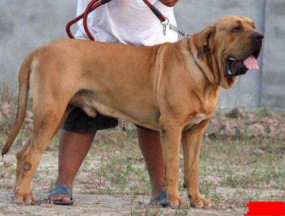 收藏狗狗的图片,收藏宠物集