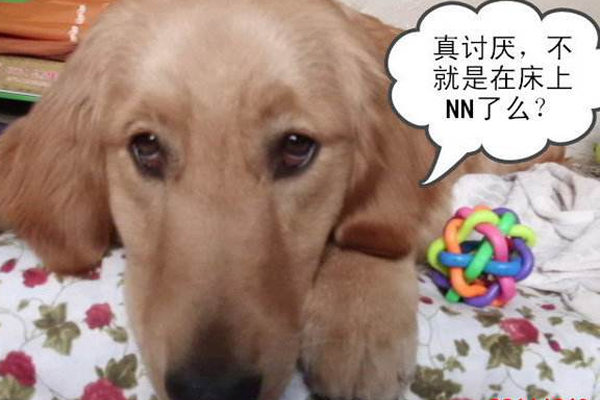 狗狗梦中上厕所结果尿床,狗狗洗完澡以后突然尿床怎么回事