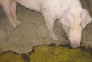 哺乳母猪呕吐是什么原因,母猪怀孕呕吐的原因和治疗方法