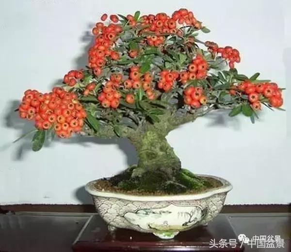 盆景知识与沟通,养花知识大全小盆景