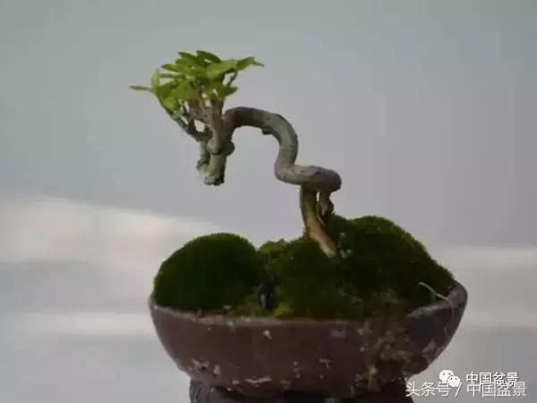 盆景知识与沟通,养花知识大全小盆景