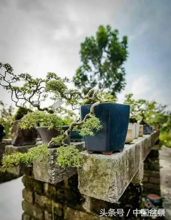 盆景知识与沟通,养花知识大全小盆景