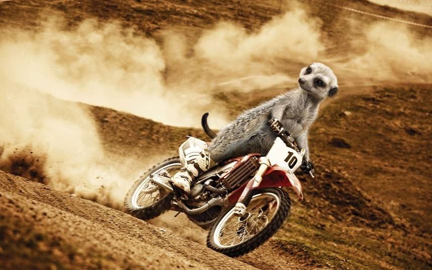 讲真：鱼油真的可以降血脂吗？