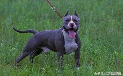 又帅又霸气的猛犬,猛犬长大后有多霸气