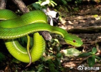 防蛇安全小知识,防蛇