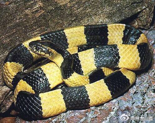 防蛇安全小知识,防蛇