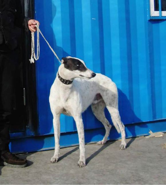 狗狗品种收集大全,收藏狗狗