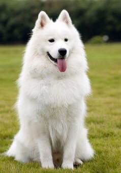 狗狗品种收集大全,收藏狗狗