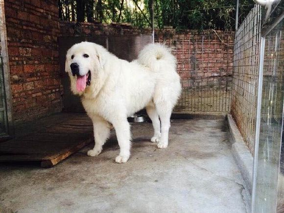 狗狗品种收集大全,收藏狗狗