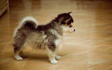 狗狗品种收集大全,收藏狗狗