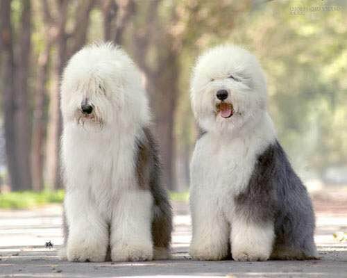 狗狗品种收集大全,收藏狗狗