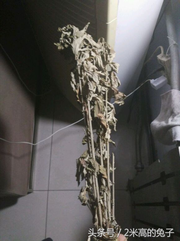 乌龟白眼可以自己治愈吗,乌龟白眼治疗时候可以喂食吗