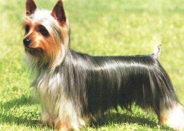 收藏狗狗的图片,收藏宠物集