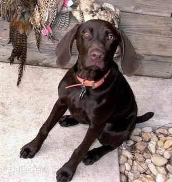 收藏狗狗的图片,收藏宠物集