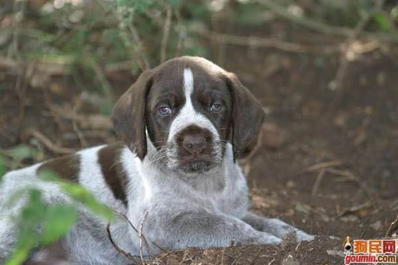 收藏狗狗的图片,收藏宠物集