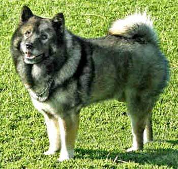 收藏狗狗的图片,收藏宠物集