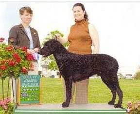 收藏狗狗的图片,收藏宠物集