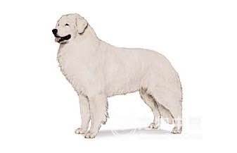 收藏狗狗的图片,收藏宠物集