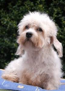 收藏狗狗的图片,收藏宠物集