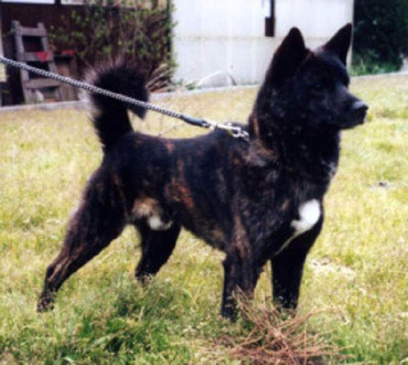 收藏狗狗的图片,收藏宠物集