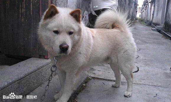 收藏狗狗的图片,收藏宠物集