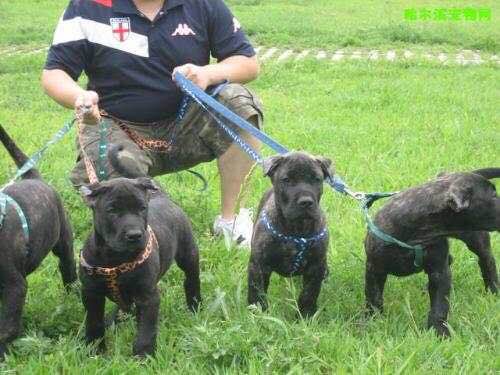 收藏狗狗的图片,收藏宠物集